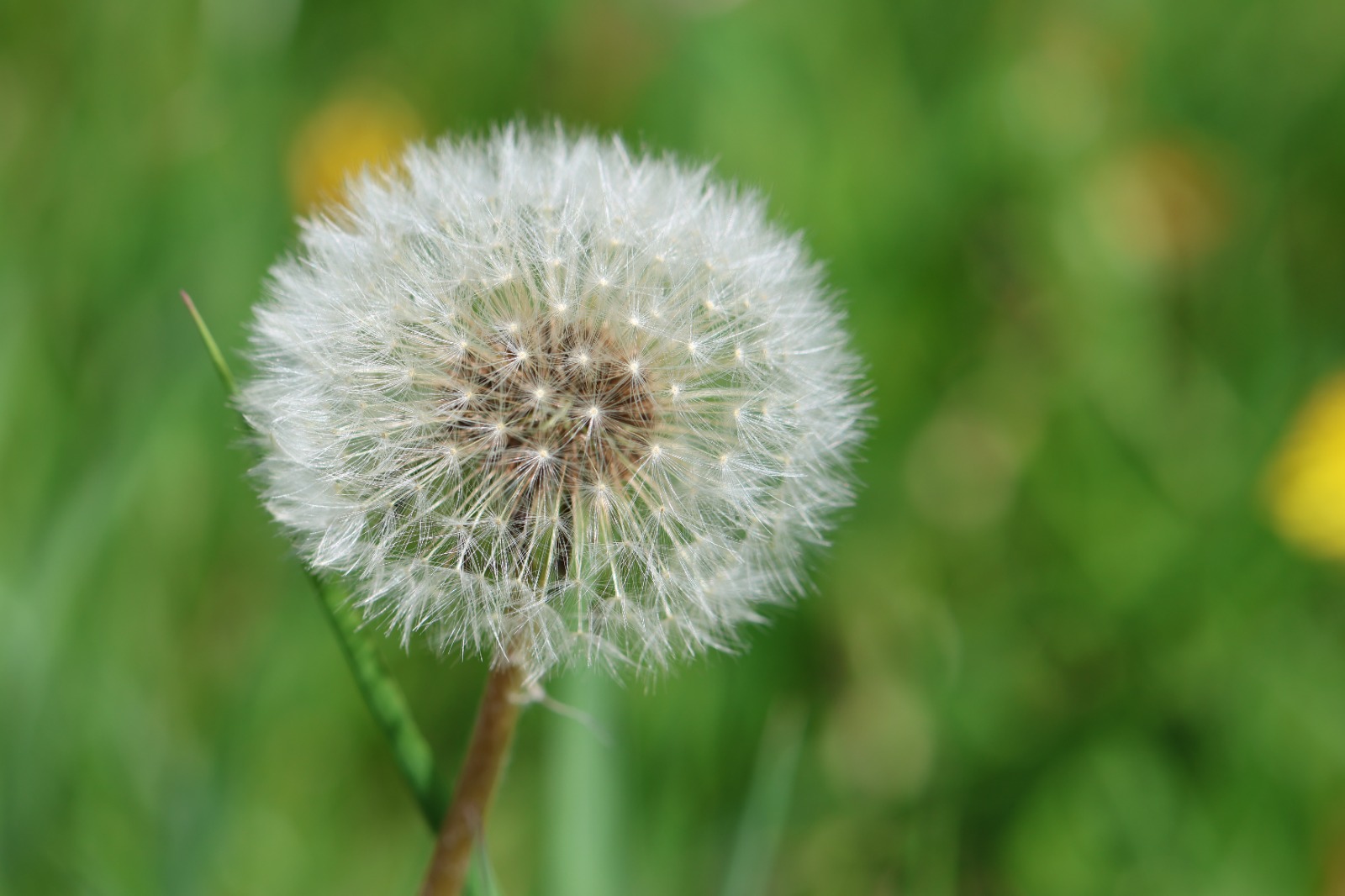 Pusteblume im warmen Licht